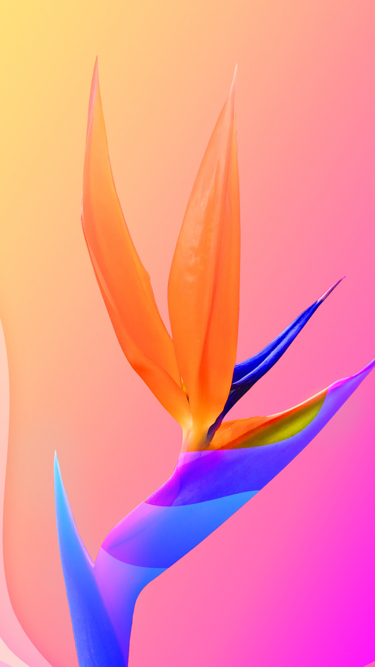 Flower Colorful 3d, Flower, Flowering Plant, Floral Design, Plant. Wallpaper in 750x1334 Resolution
