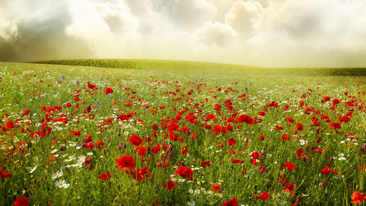 Campo de Flores Rojas Bajo Las Nubes Blancas Durante el Día. Wallpaper in 1280x720 Resolution