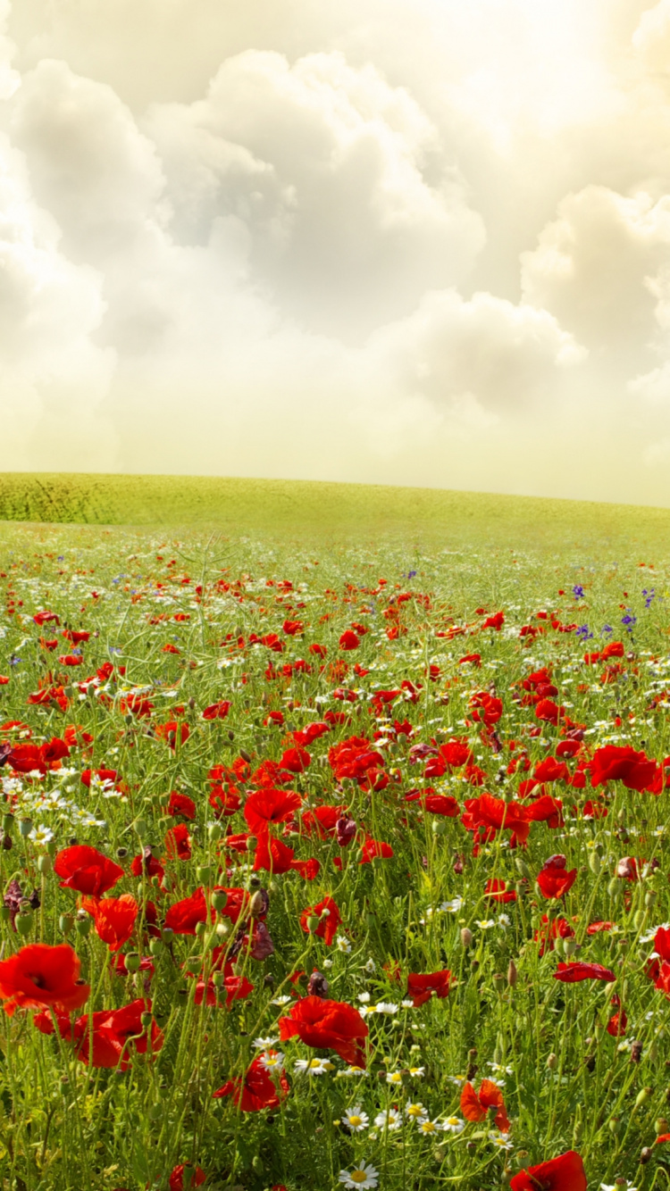 Campo de Flores Rojas Bajo Las Nubes Blancas Durante el Día. Wallpaper in 750x1334 Resolution