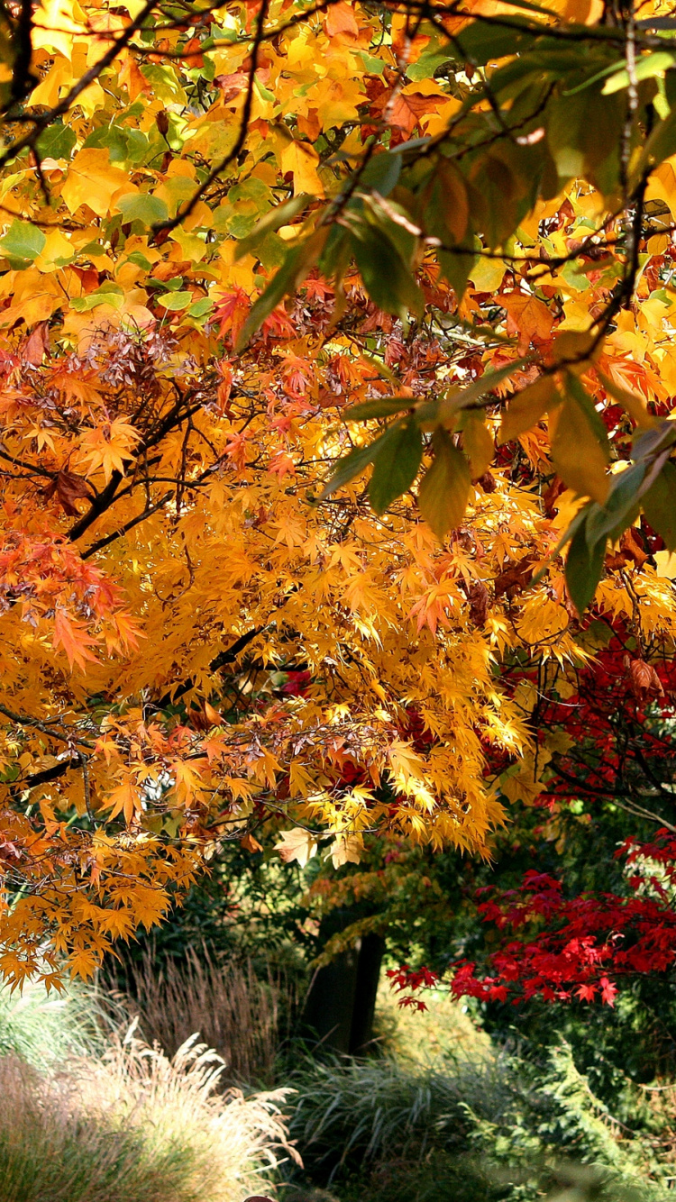 Red and Yellow Maple Tree. Wallpaper in 750x1334 Resolution