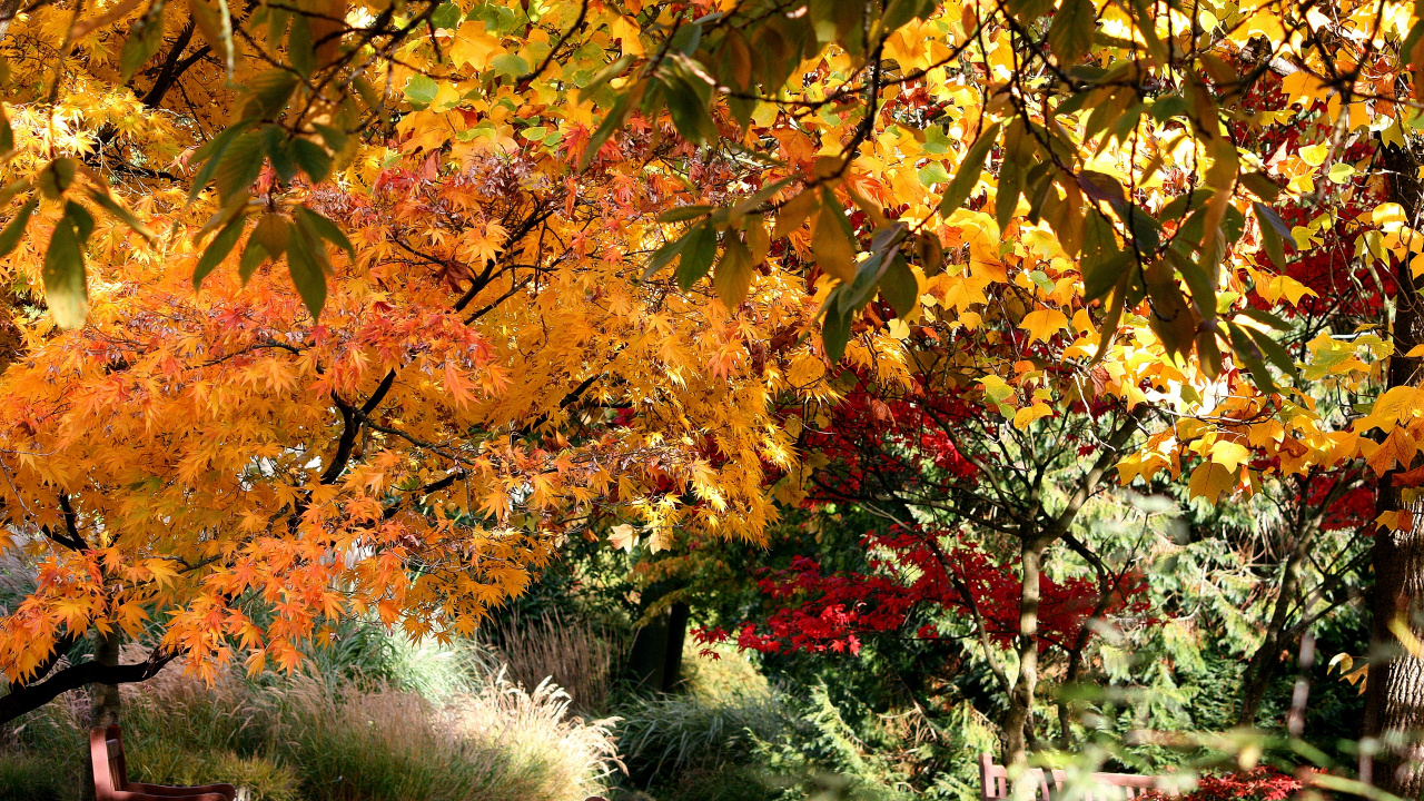 Roter Und Gelber Ahornbaum. Wallpaper in 1280x720 Resolution