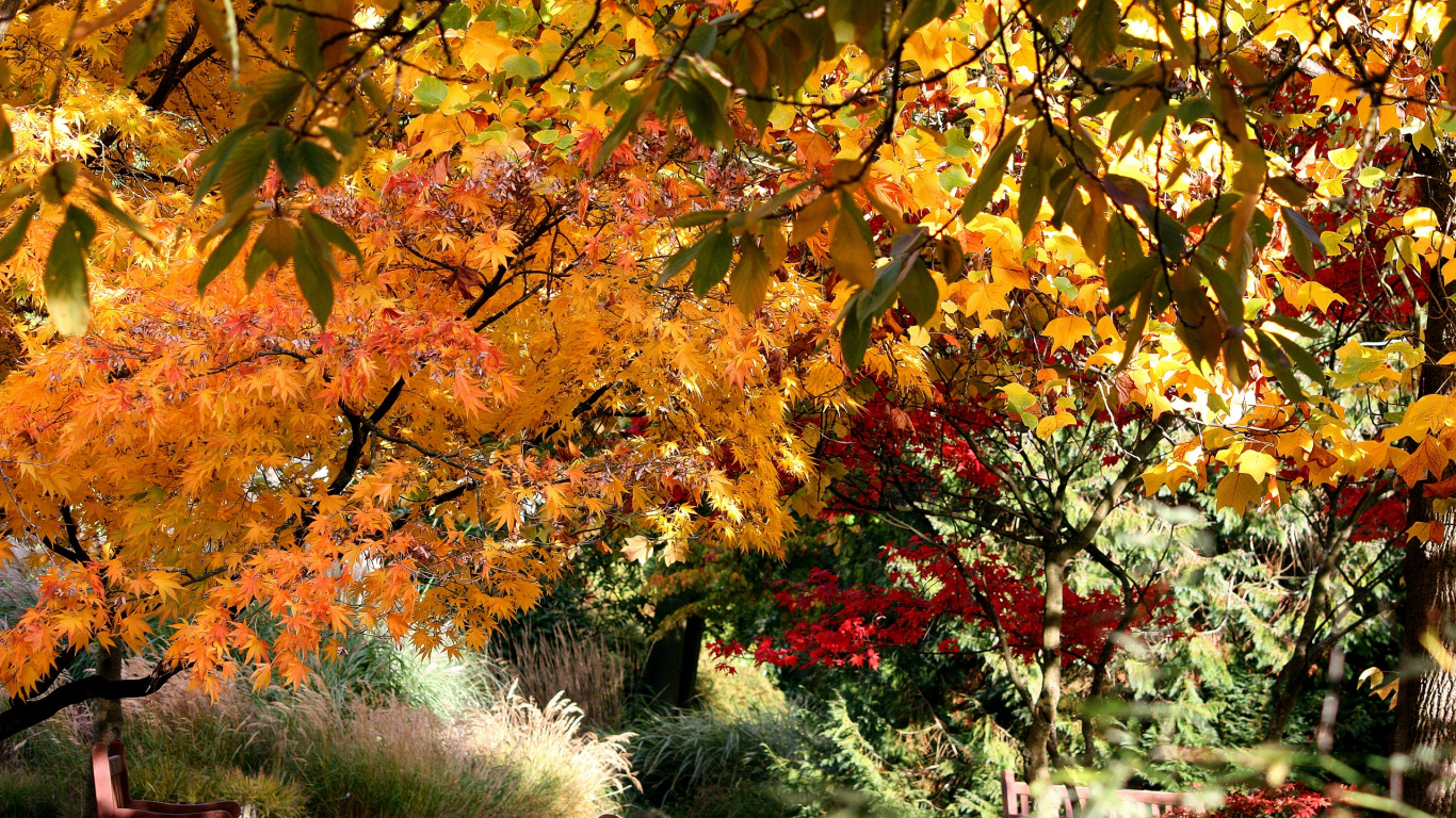 Roter Und Gelber Ahornbaum. Wallpaper in 1366x768 Resolution