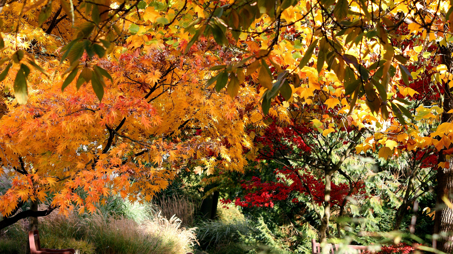 Roter Und Gelber Ahornbaum. Wallpaper in 1920x1080 Resolution
