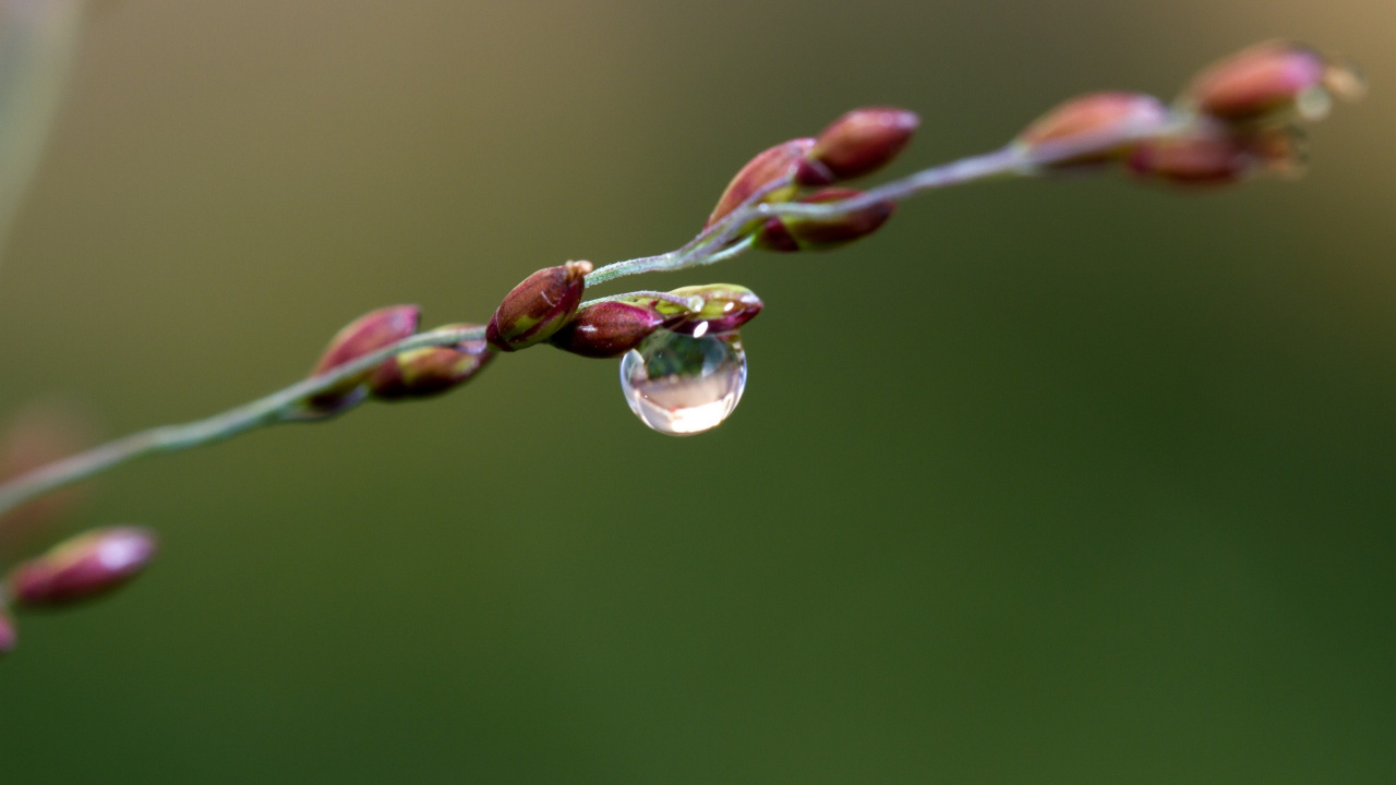 Water Dew on Brown Plant Stem. Wallpaper in 1280x720 Resolution