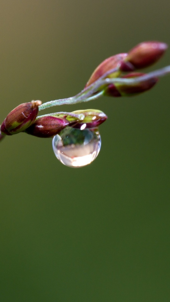 Water Dew on Brown Plant Stem. Wallpaper in 720x1280 Resolution