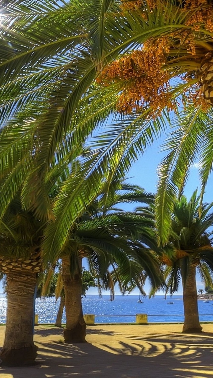 Palmera Cerca Del Cuerpo de Agua Durante el Día.. Wallpaper in 720x1280 Resolution