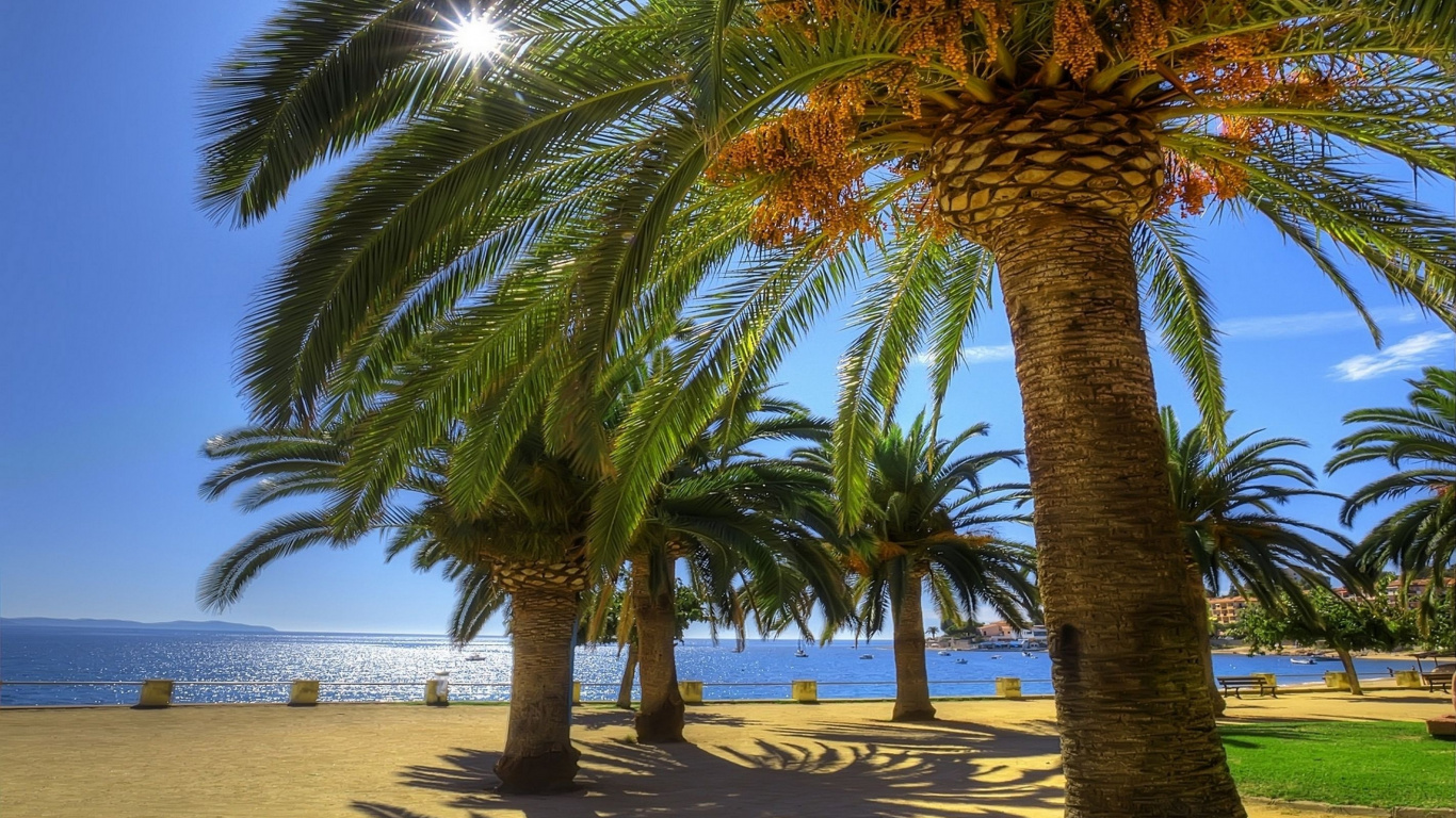 Palm Tree Near Body of Water During Daytime. Wallpaper in 1366x768 Resolution