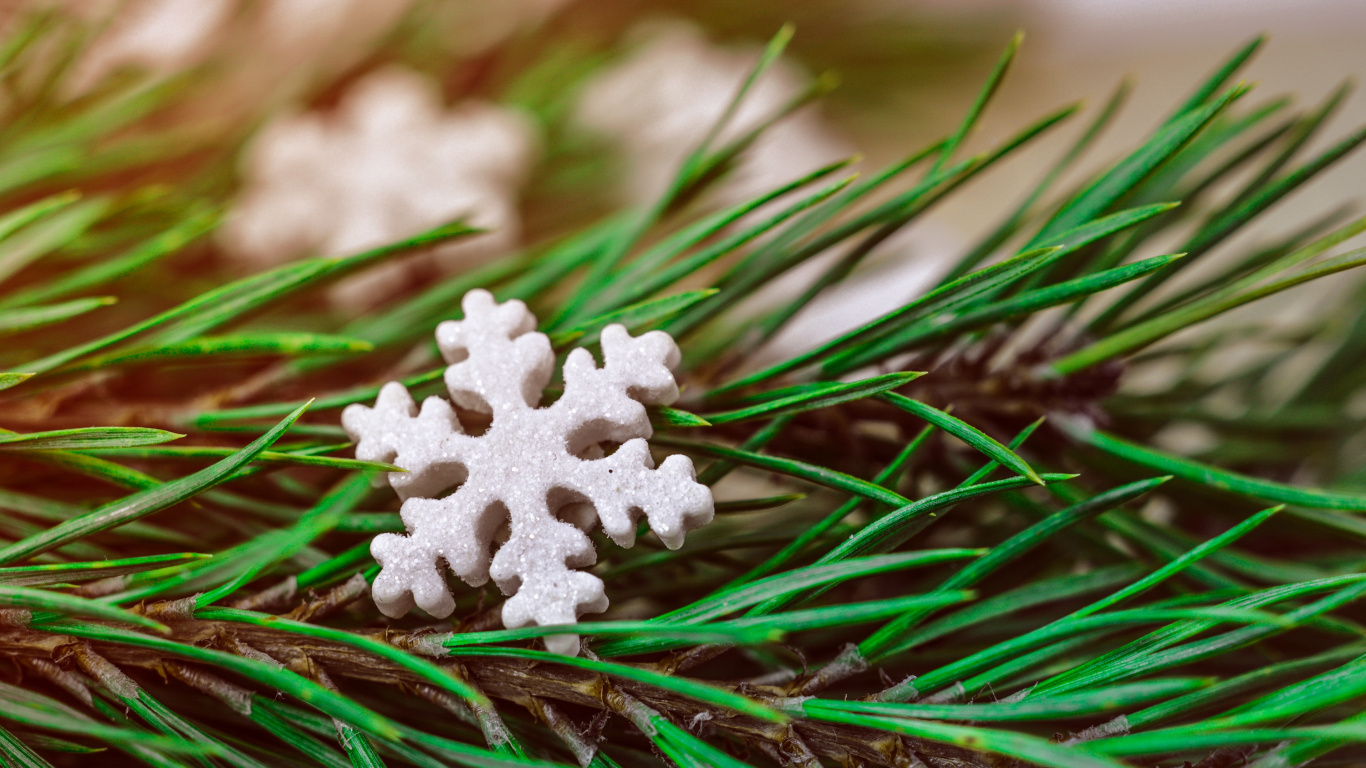 Christmas Day, Grass, Plant, Tree, Evergreen. Wallpaper in 1366x768 Resolution