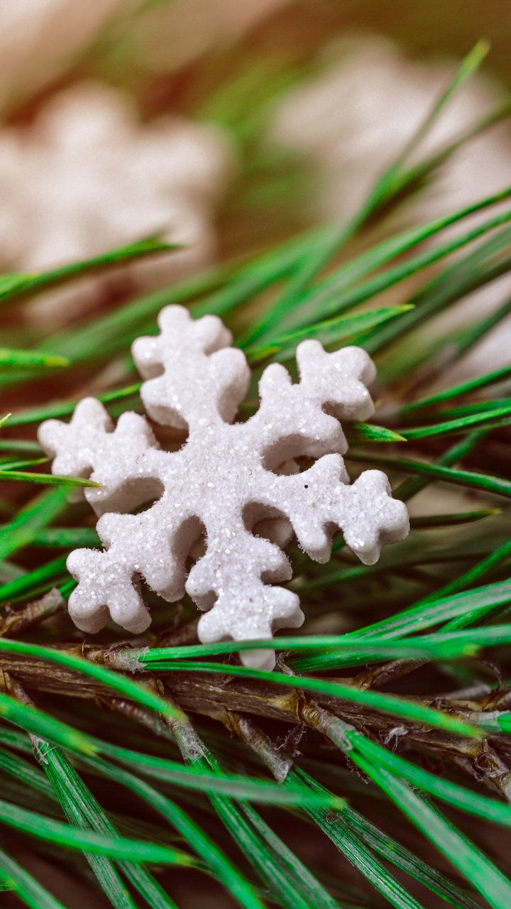 Christmas Day, Grass, Plant, Tree, Evergreen. Wallpaper in 720x1280 Resolution