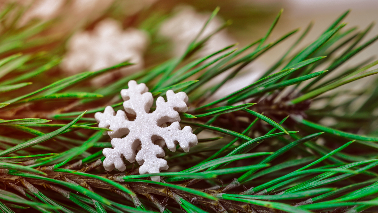 Weihnachten, Gras, Baum, Immergrün, Rote Kiefer. Wallpaper in 1280x720 Resolution