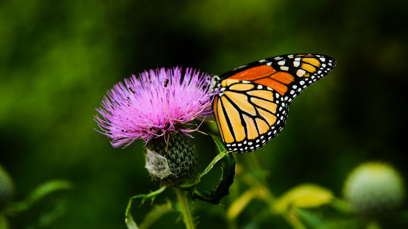 Papillon Monarque Perché Sur Une Fleur Pourpre en Photographie Rapprochée Pendant la Journée. Wallpaper in 1366x768 Resolution