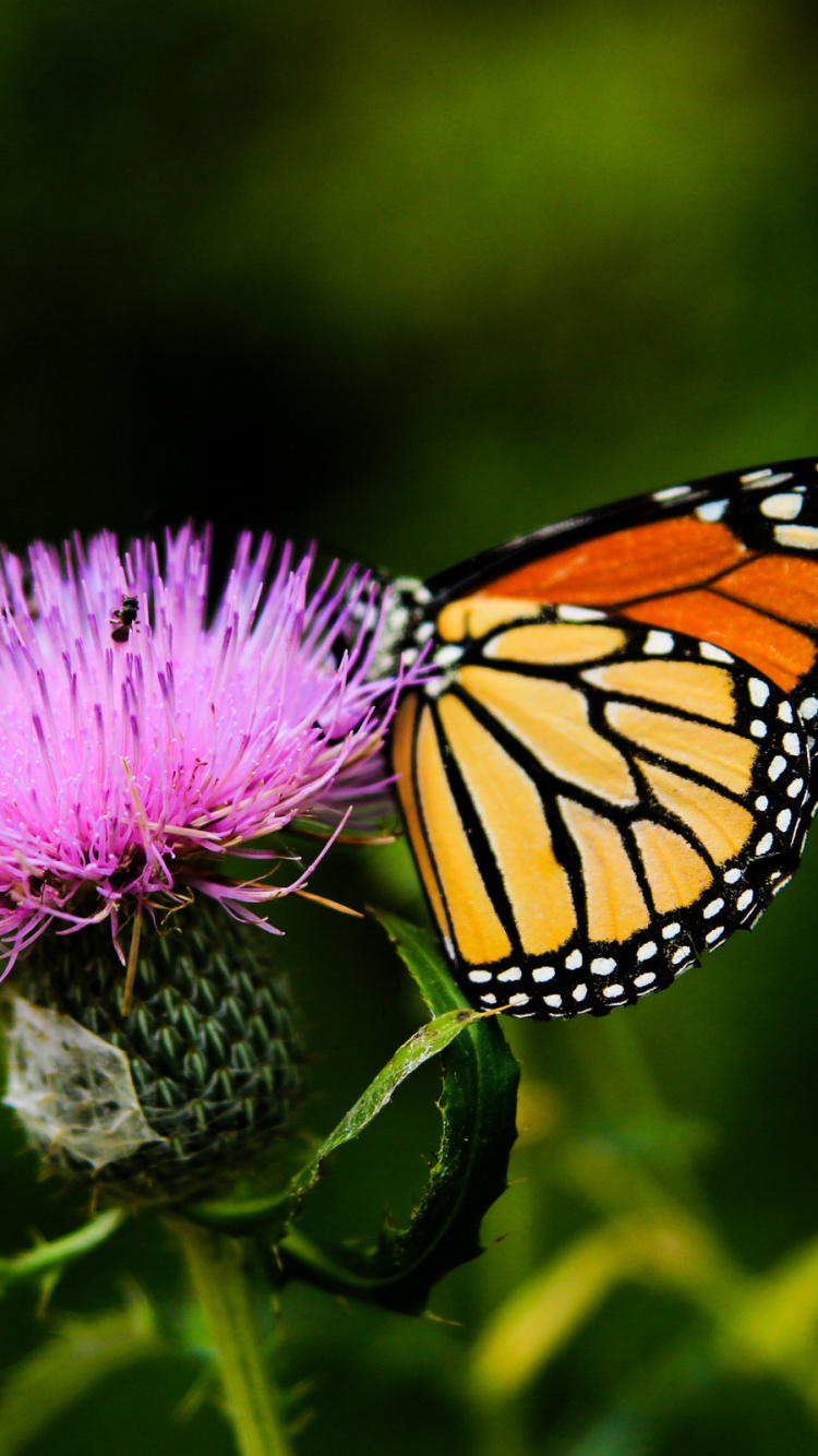 Monarchfalter Thront Auf Lila Blume in Nahaufnahme Während Des Tages. Wallpaper in 750x1334 Resolution