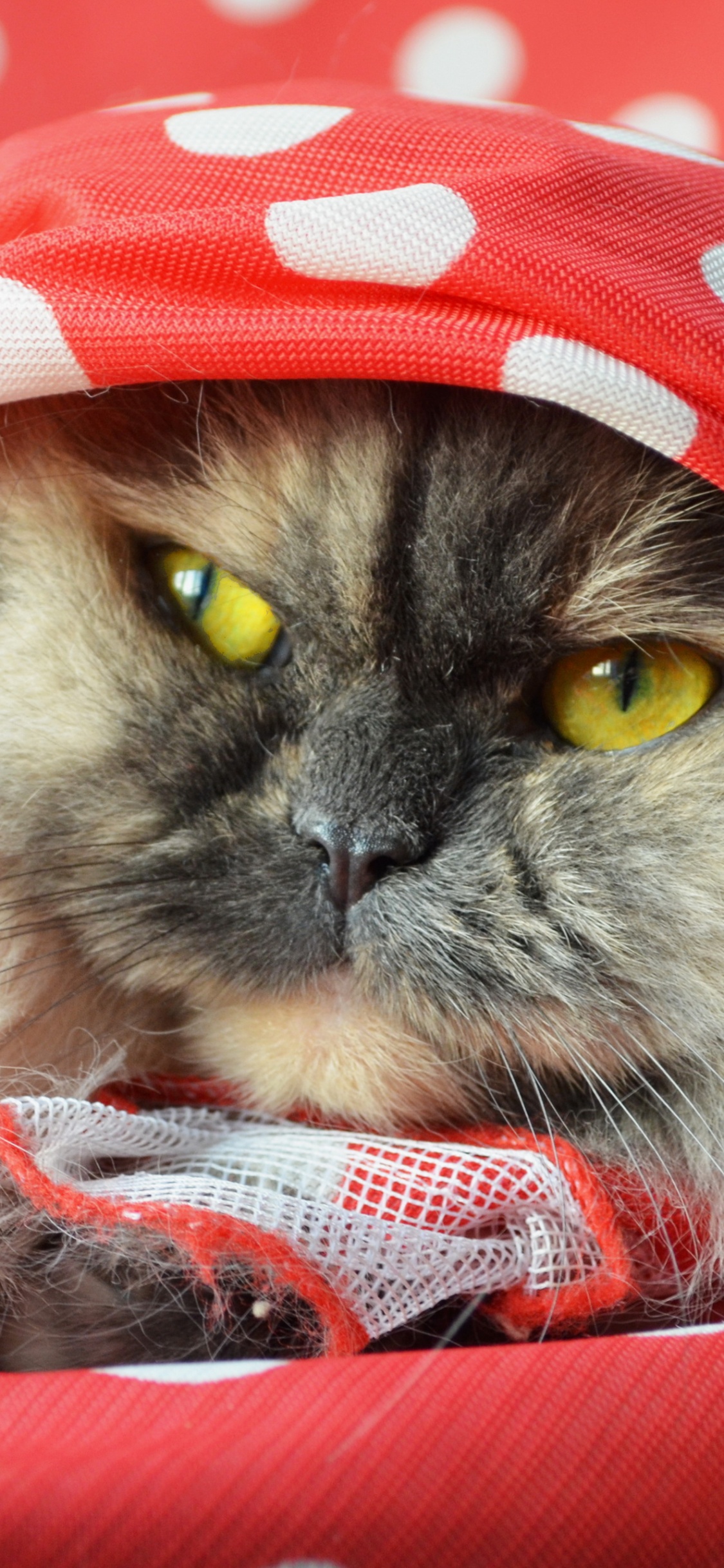 Weiße Und Schwarze Katze Mit Rot-weiß Gepunktetem Hut. Wallpaper in 1125x2436 Resolution