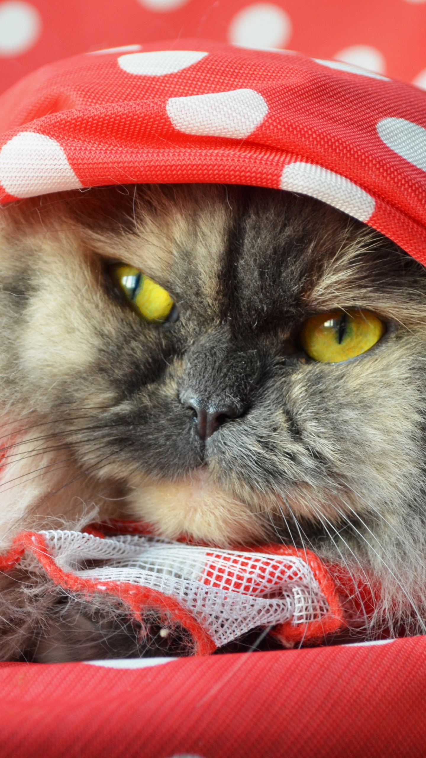 White and Black Cat Wearing Red and White Polka Dot Hat. Wallpaper in 1440x2560 Resolution