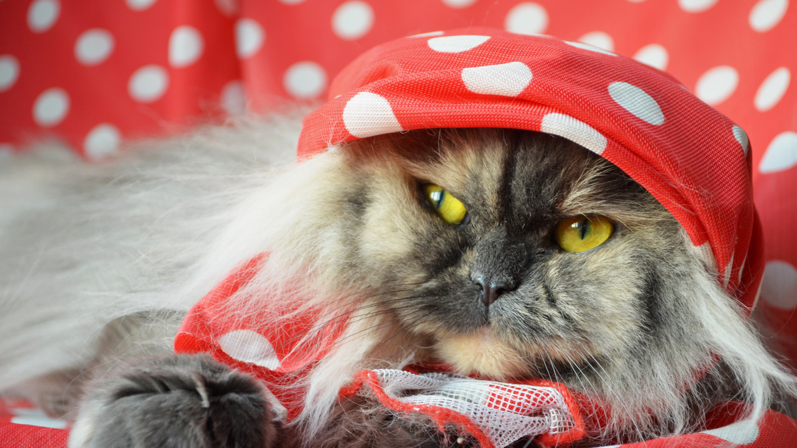 White and Black Cat Wearing Red and White Polka Dot Hat. Wallpaper in 2560x1440 Resolution