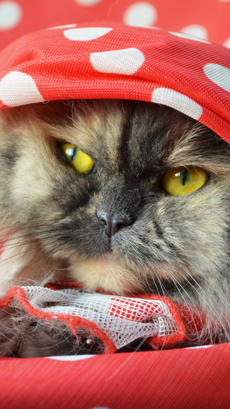 White and Black Cat Wearing Red and White Polka Dot Hat. Wallpaper in 750x1334 Resolution