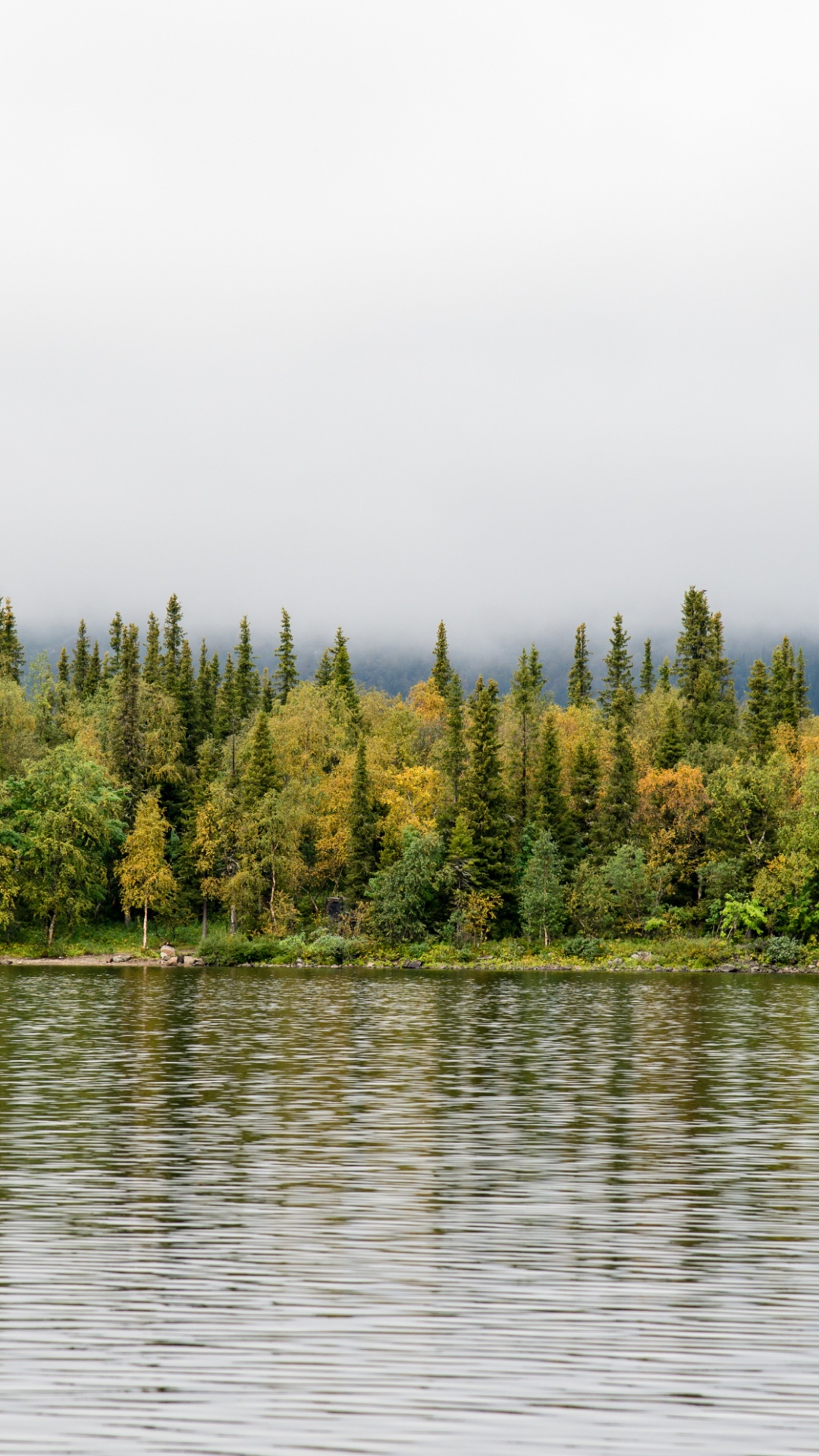 Green Trees Beside Body of Water During Daytime. Wallpaper in 1080x1920 Resolution