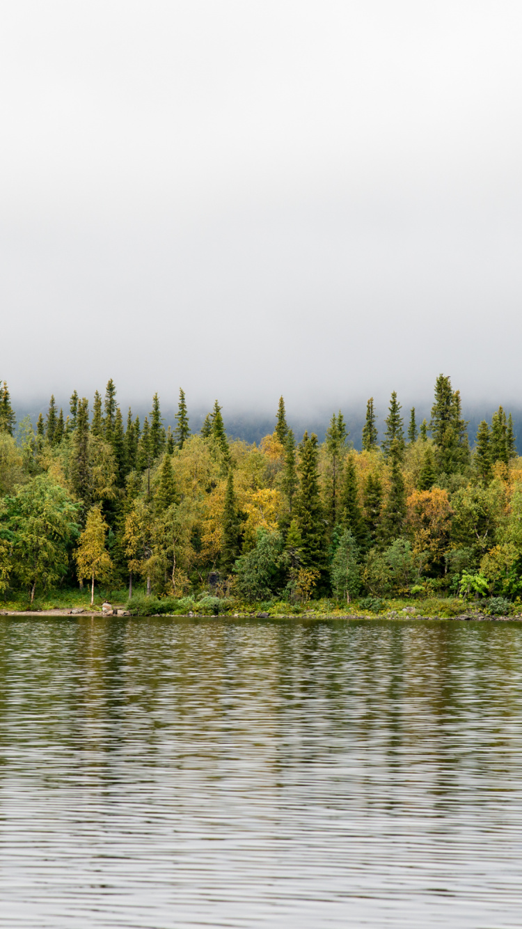 Green Trees Beside Body of Water During Daytime. Wallpaper in 750x1334 Resolution