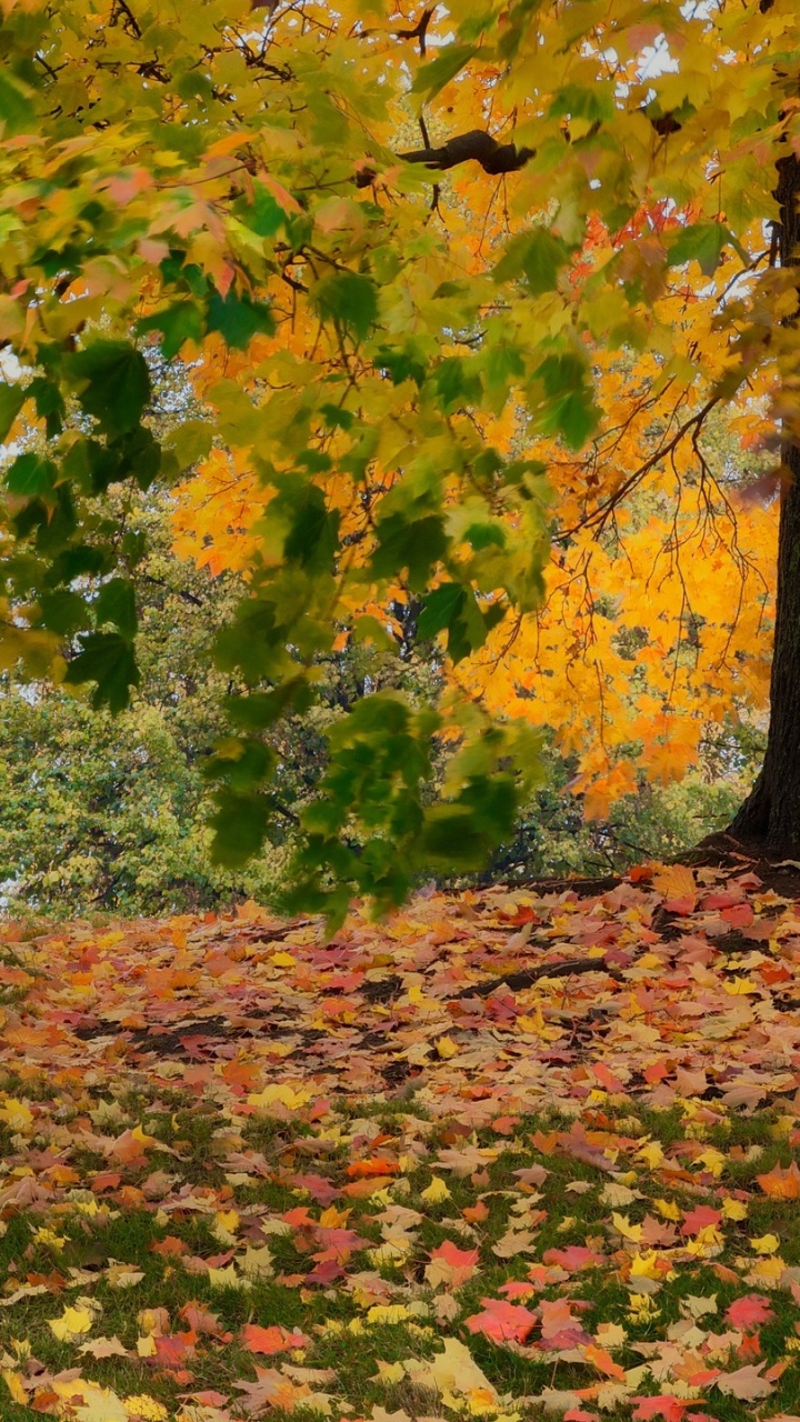 Yellow and Green Leaves on Ground. Wallpaper in 720x1280 Resolution