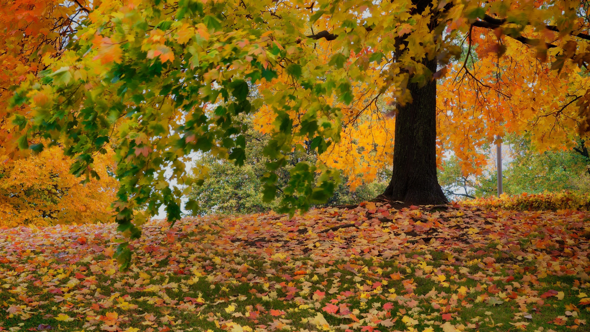 Feuilles Jaunes et Vertes au Sol. Wallpaper in 1920x1080 Resolution