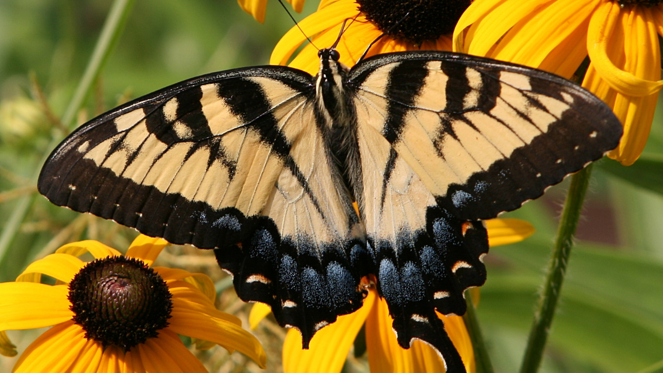 Papillon Noir et Blanc Sur Tournesol Jaune. Wallpaper in 1366x768 Resolution
