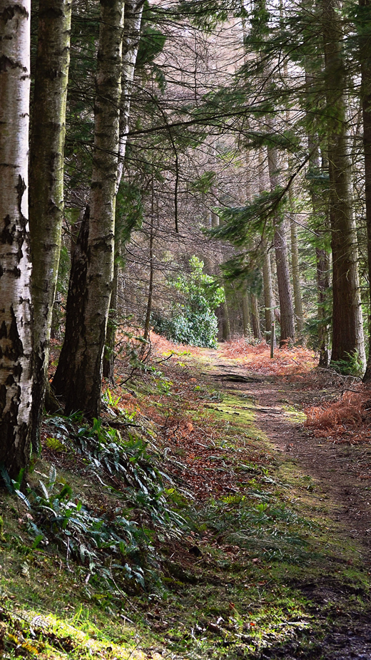 Árboles Marrones en el Campo de Hierba Verde Durante el Día. Wallpaper in 750x1334 Resolution