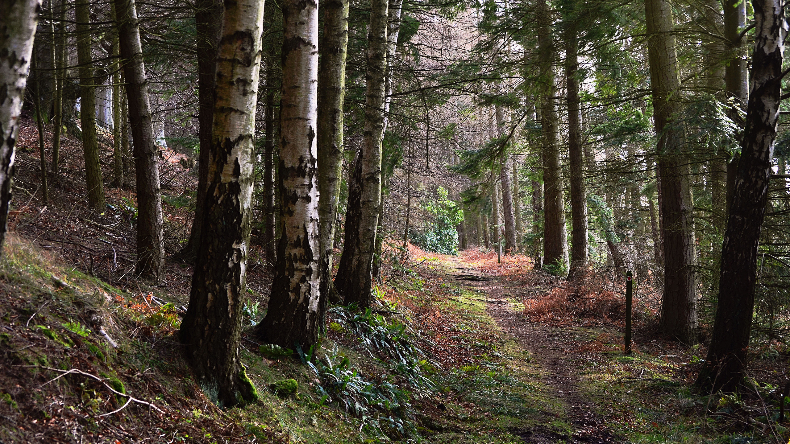 森林, 林地, 性质, Grove, 荒野 壁纸 2560x1440 允许