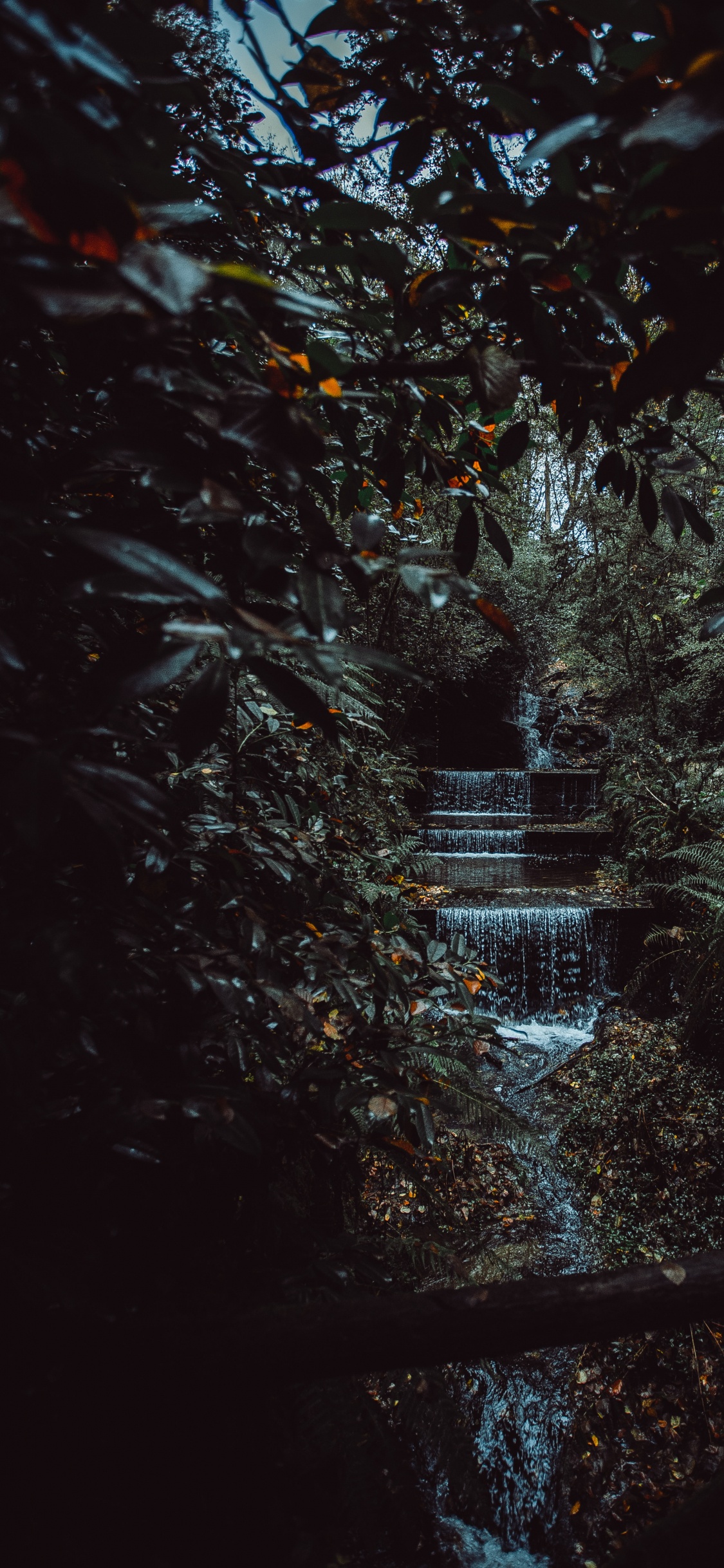 Natural Environment, Black, Leaf, Nature, Night. Wallpaper in 1125x2436 Resolution