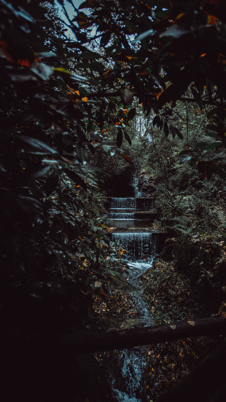 Natural Environment, Black, Leaf, Nature, Night. Wallpaper in 750x1334 Resolution