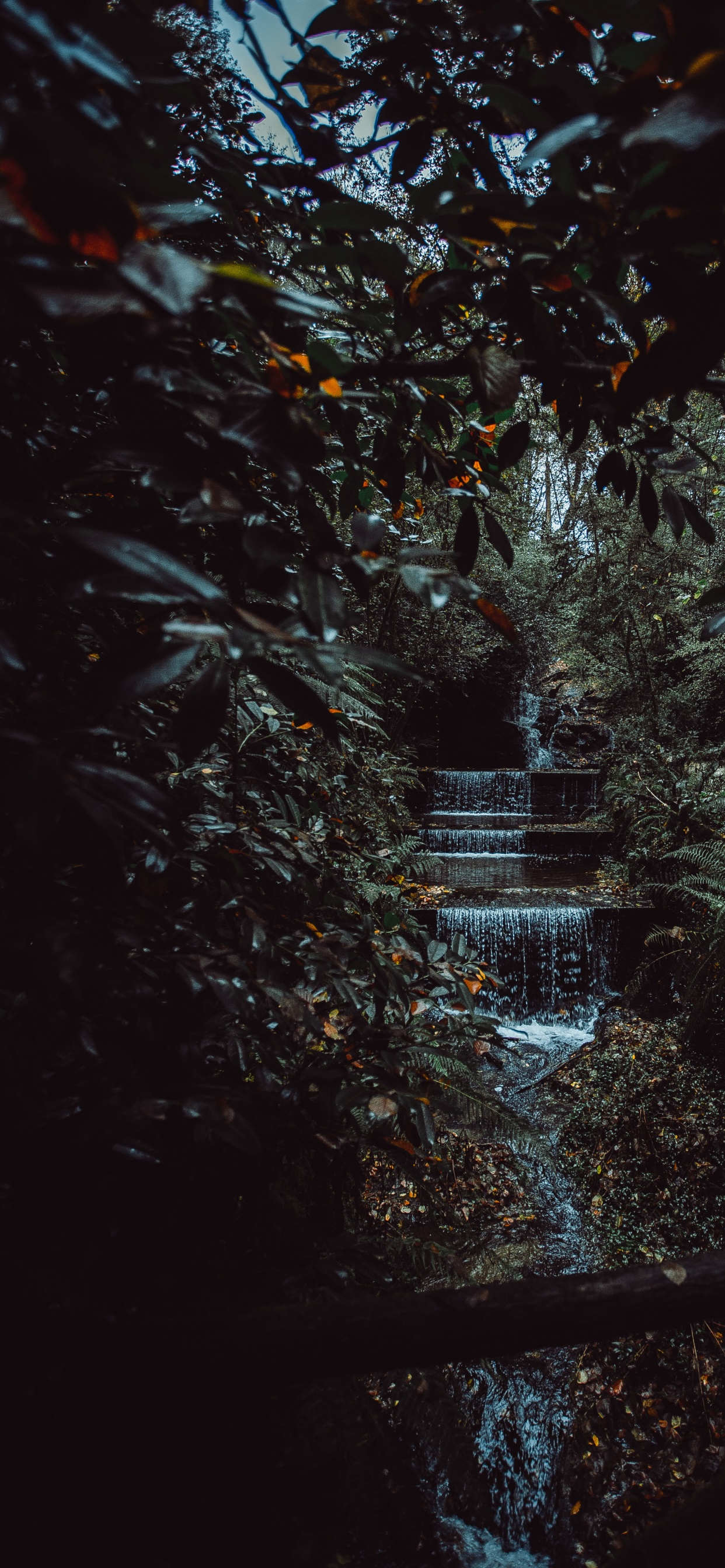 自然环境, 黑色的, 性质, 天空, 木本植物 壁纸 1242x2688 允许