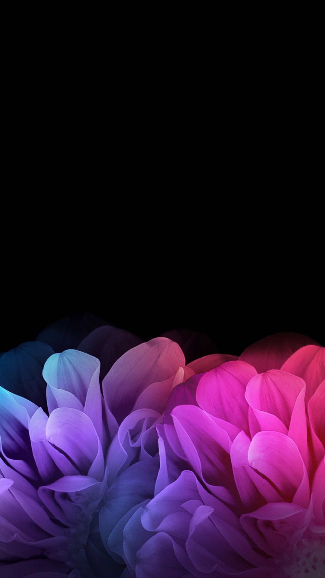 Pink Flower in White Background. Wallpaper in 1080x1920 Resolution