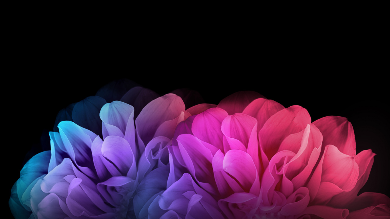 Pink Flower in White Background. Wallpaper in 1366x768 Resolution