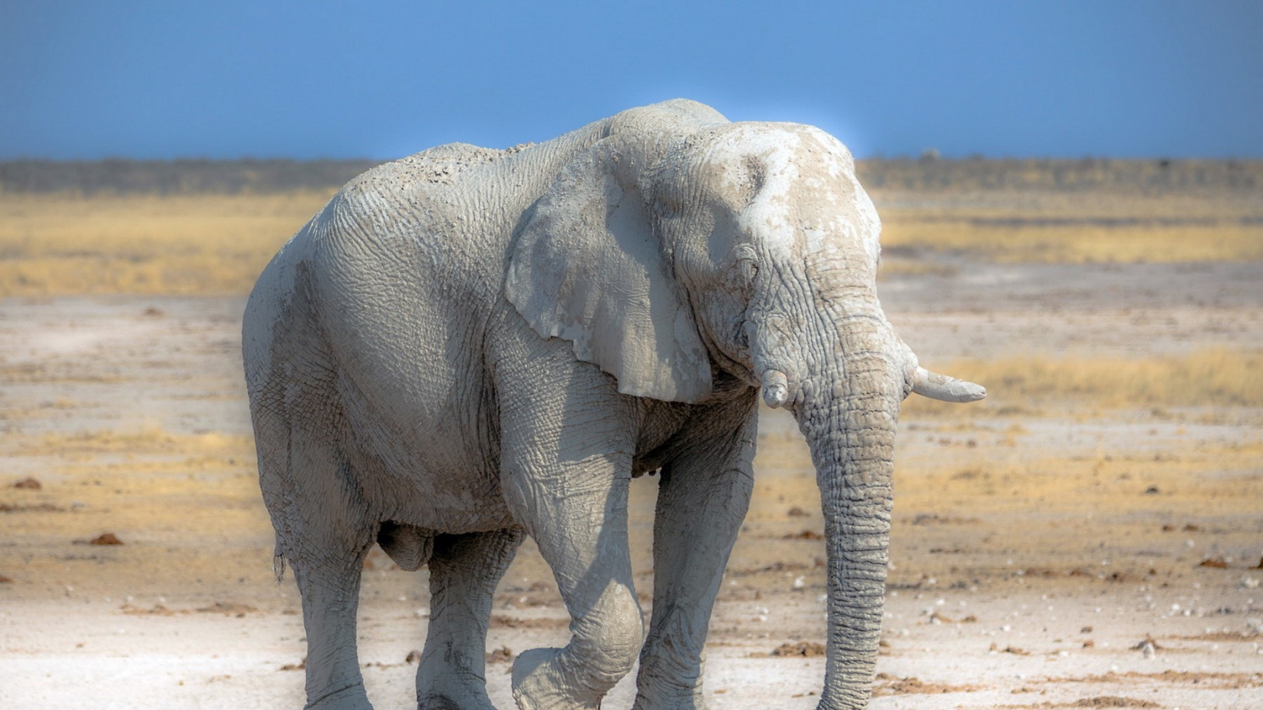 Grey Elephant Walking on Brown Sand During Daytime. Wallpaper in 2560x1440 Resolution