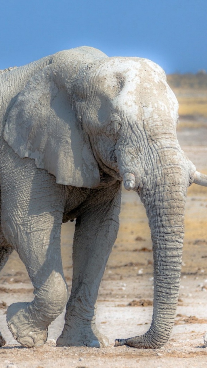 Grey Elephant Walking on Brown Sand During Daytime. Wallpaper in 720x1280 Resolution