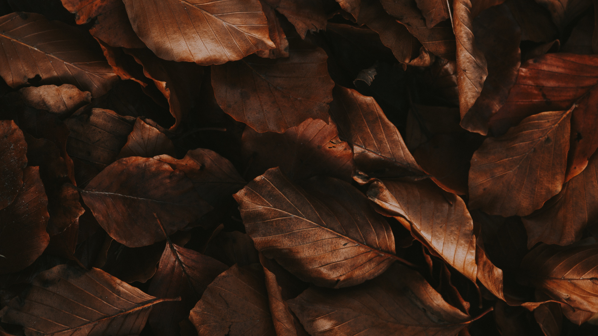 Autumn, Leaf, Painting, Wood, Brown. Wallpaper in 1920x1080 Resolution