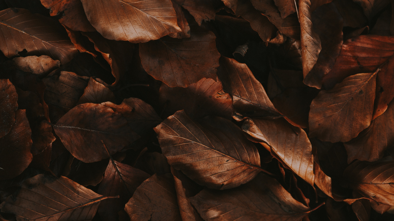 Feuille, Brown, Affiche, Esthétique. Wallpaper in 1280x720 Resolution