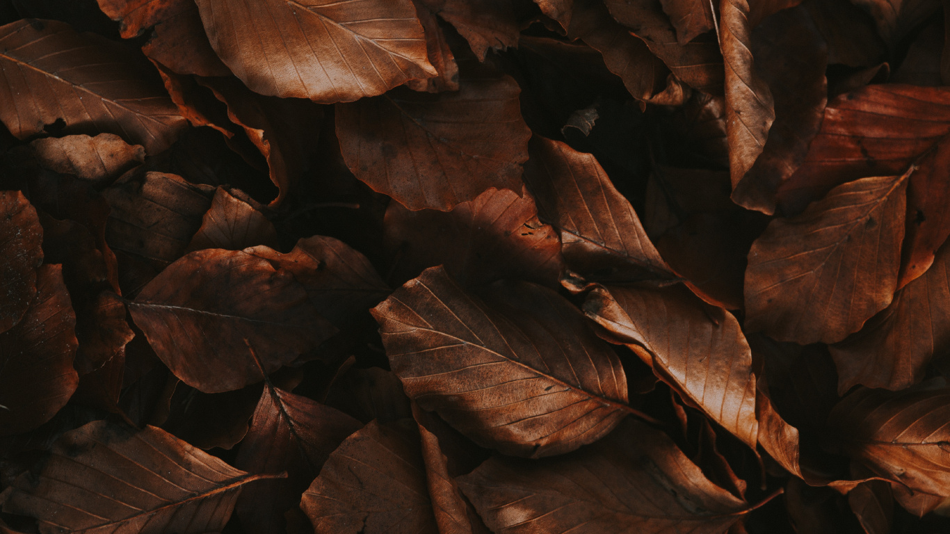Feuille, Brown, Affiche, Esthétique. Wallpaper in 1366x768 Resolution