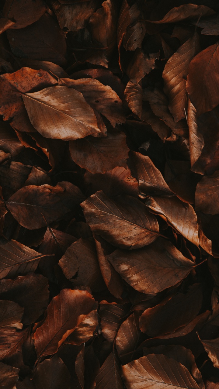 Feuille, Brown, Affiche, Esthétique. Wallpaper in 720x1280 Resolution