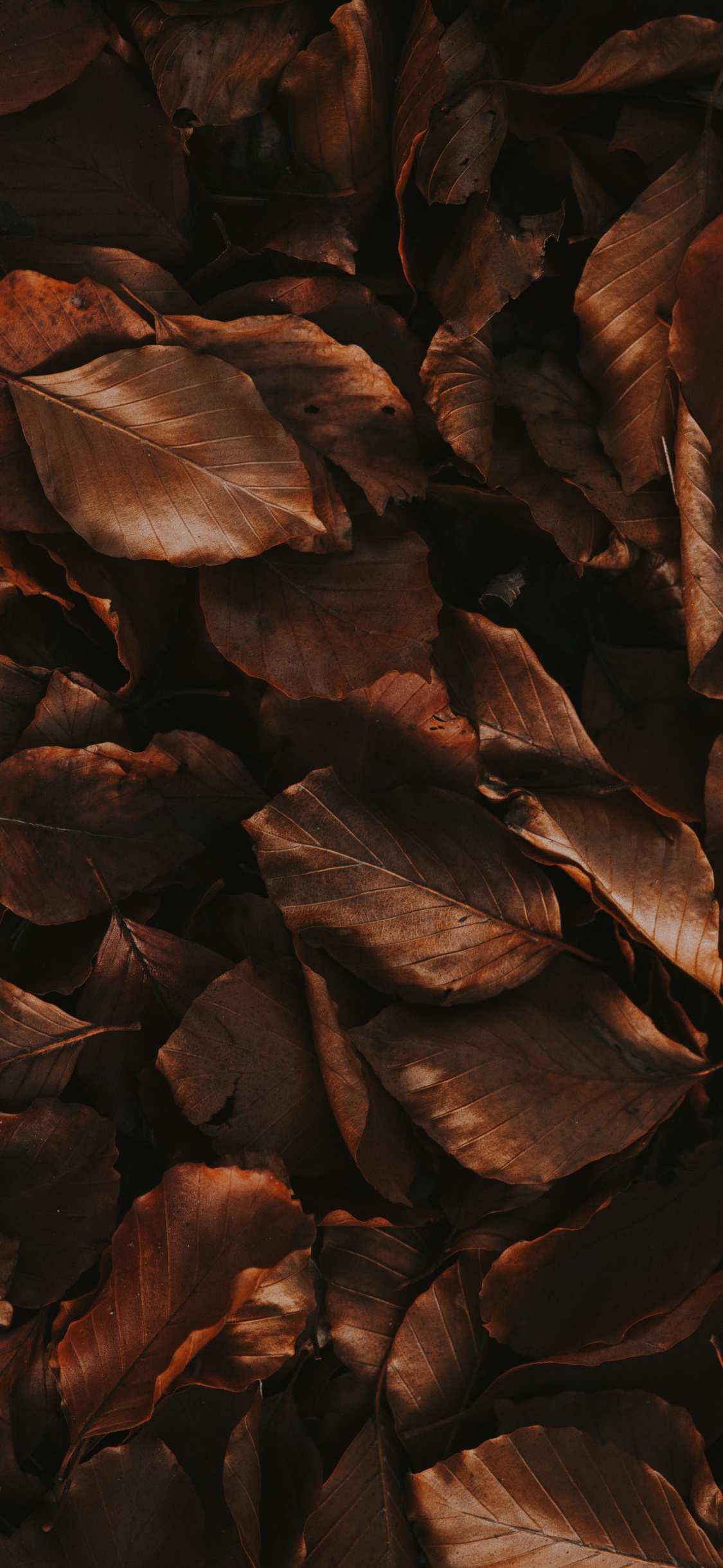 Madera, Morena, Cartel, La Estética. Wallpaper in 1125x2436 Resolution