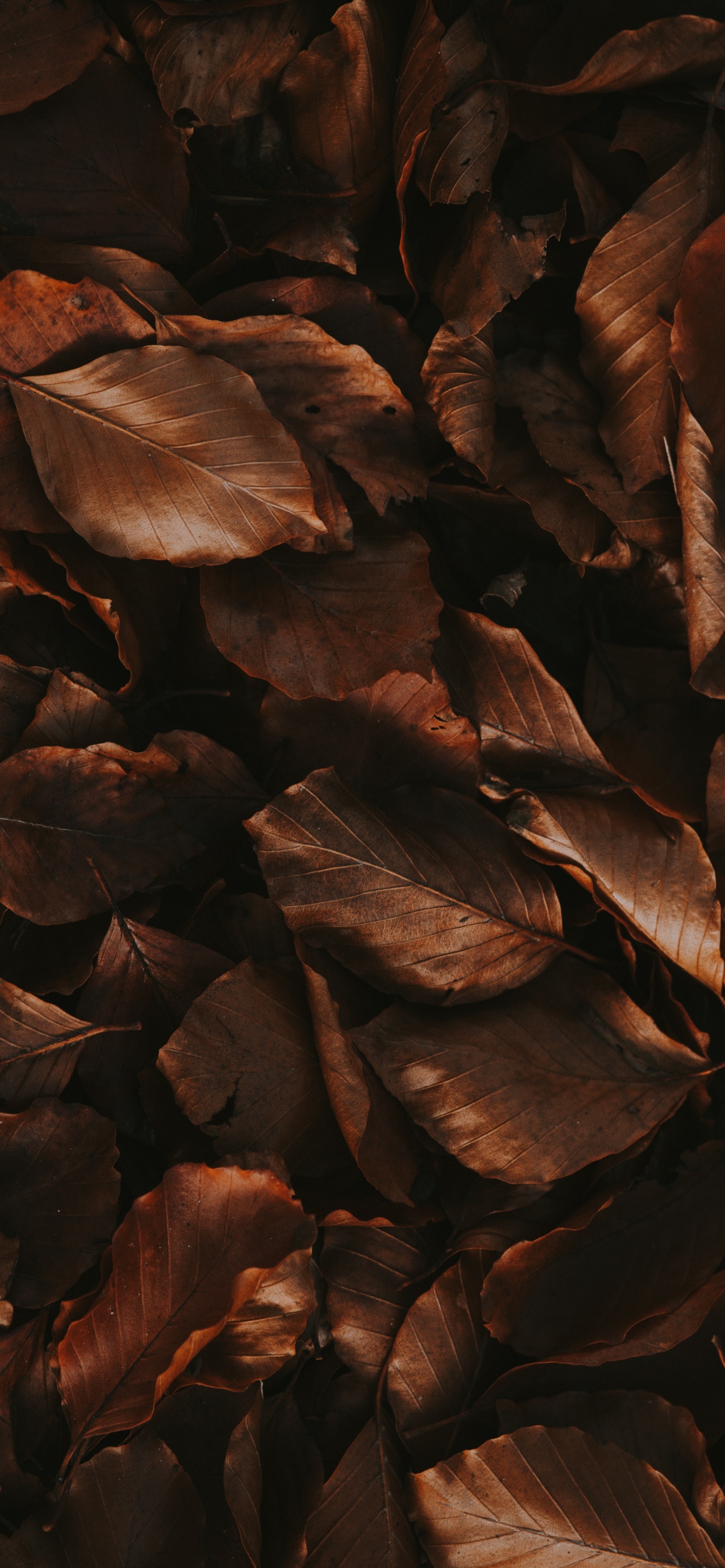 Madera, Morena, Cartel, La Estética. Wallpaper in 1242x2688 Resolution