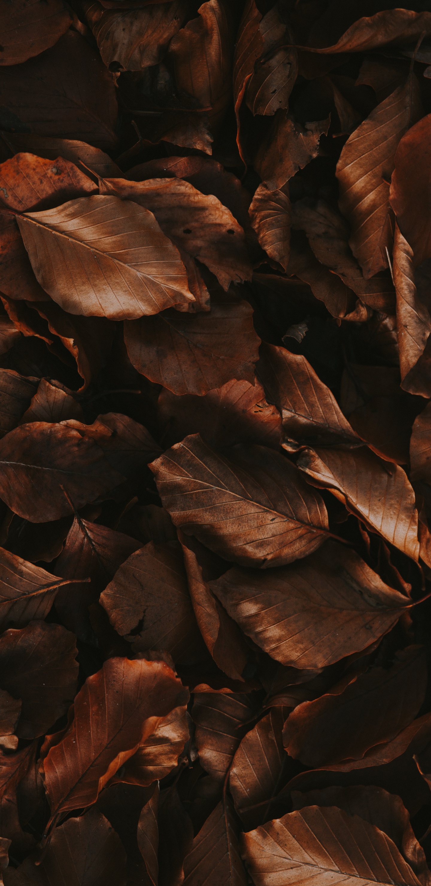 Madera, Morena, Cartel, La Estética. Wallpaper in 1440x2960 Resolution