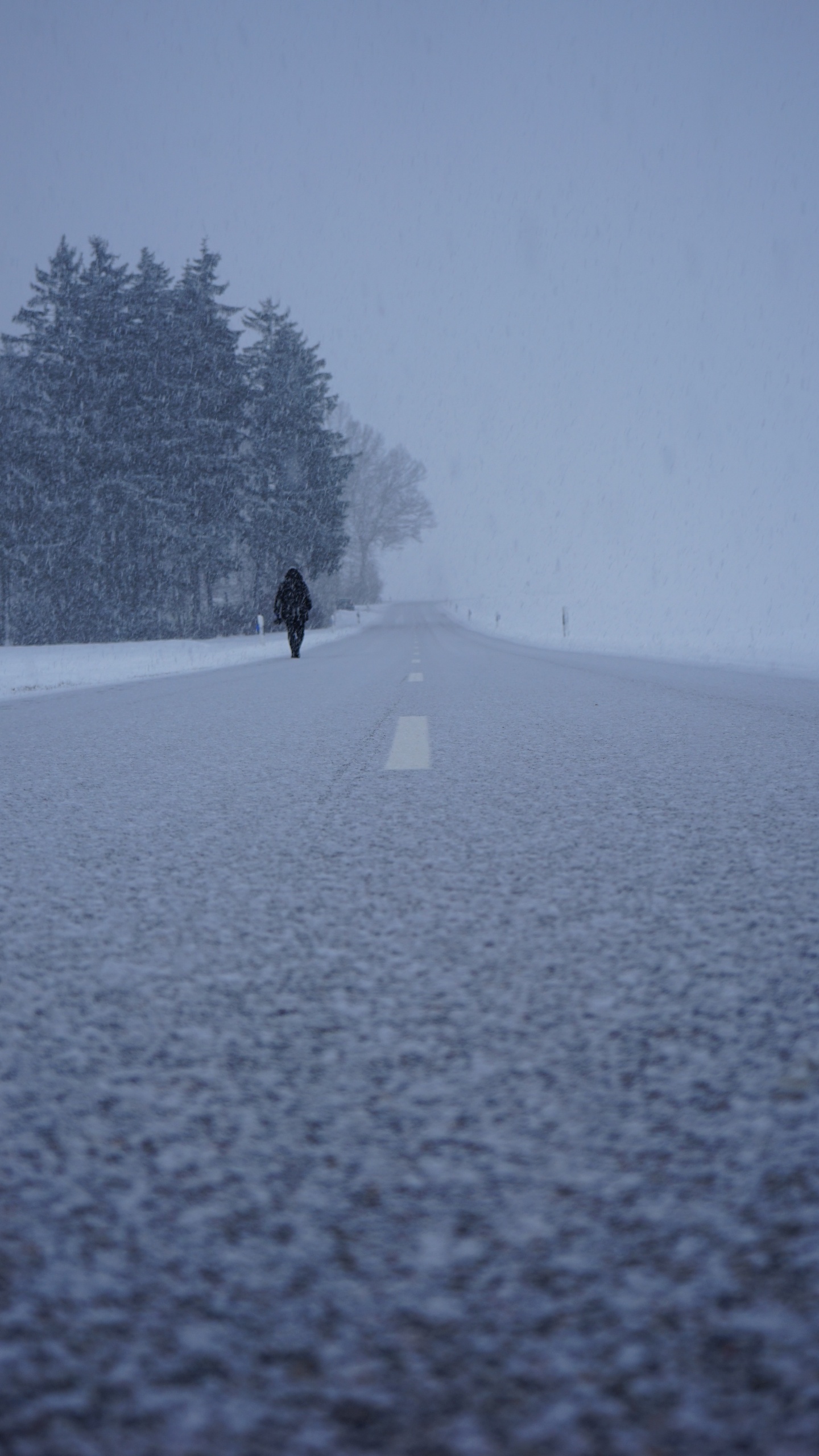 Neige, Hiver, Congélation, Brouillard, Blizzard. Wallpaper in 1440x2560 Resolution