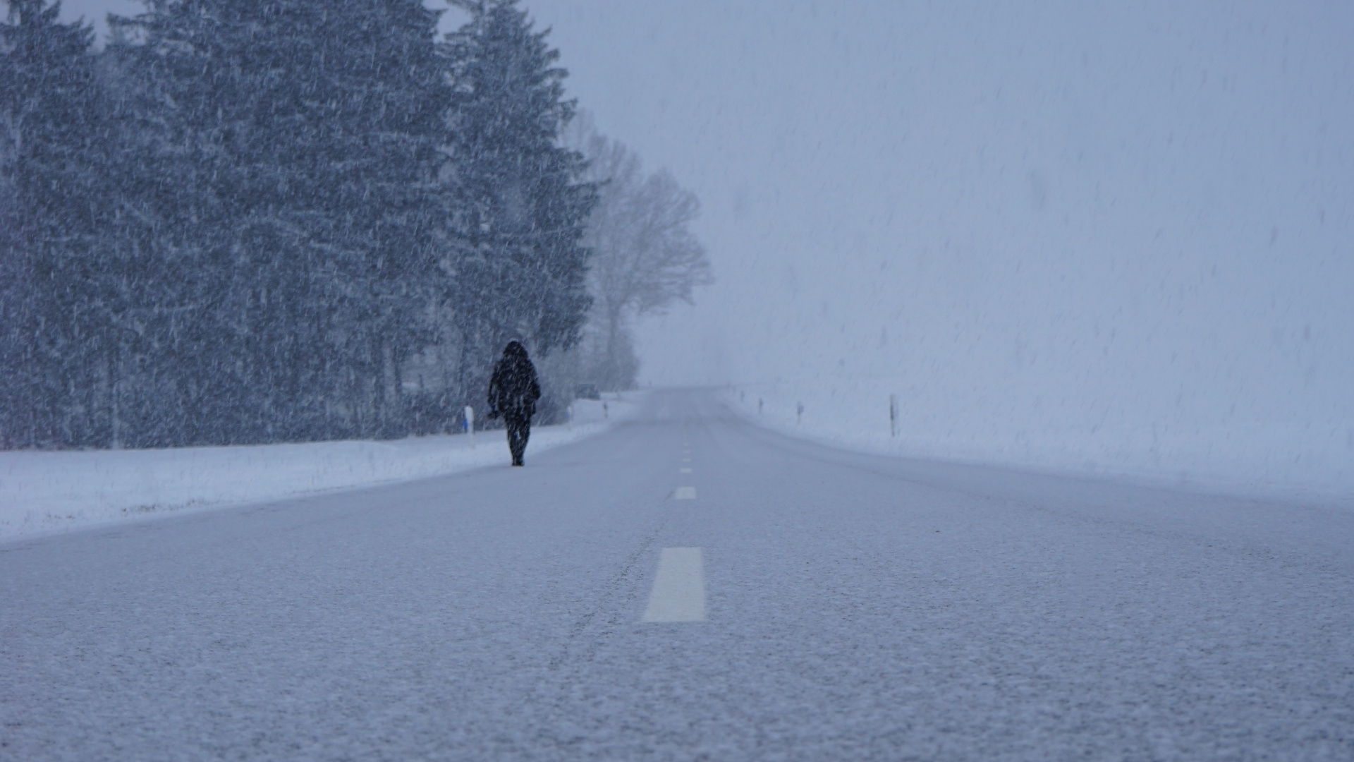 Schnee, Winter, Einfrieren, Baum, Nebel. Wallpaper in 1920x1080 Resolution