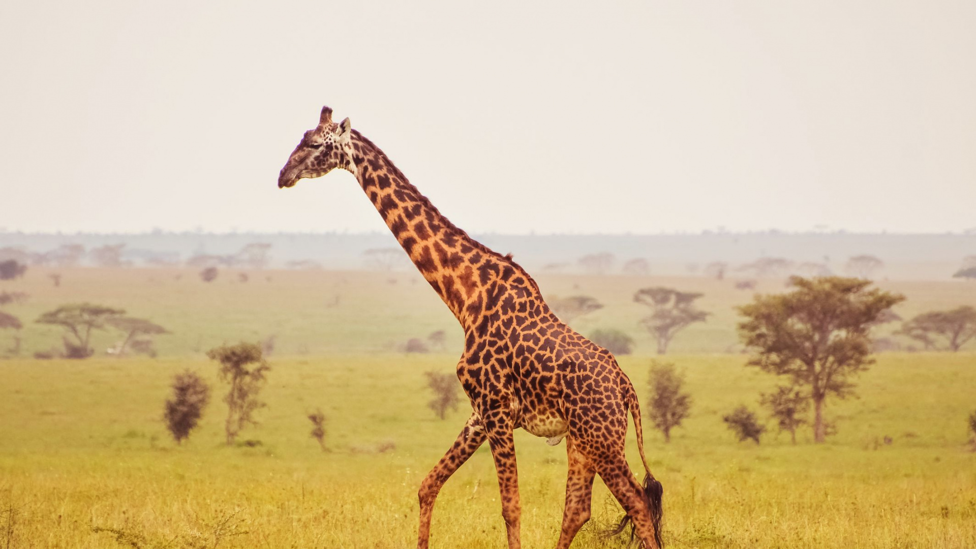 Braune Und Schwarze Giraffe Auf Grünem Grasfeld Tagsüber. Wallpaper in 1920x1080 Resolution
