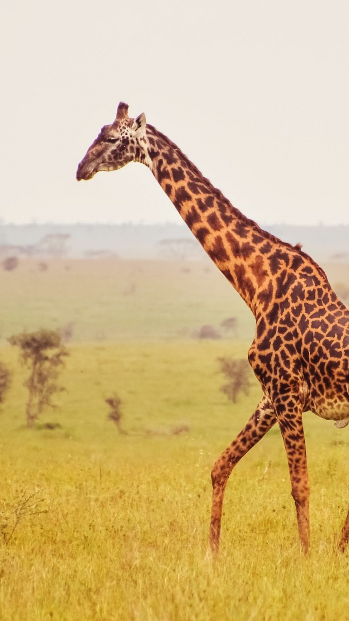 Girafe Brune et Noire Sur Terrain D'herbe Verte Pendant la Journée. Wallpaper in 720x1280 Resolution