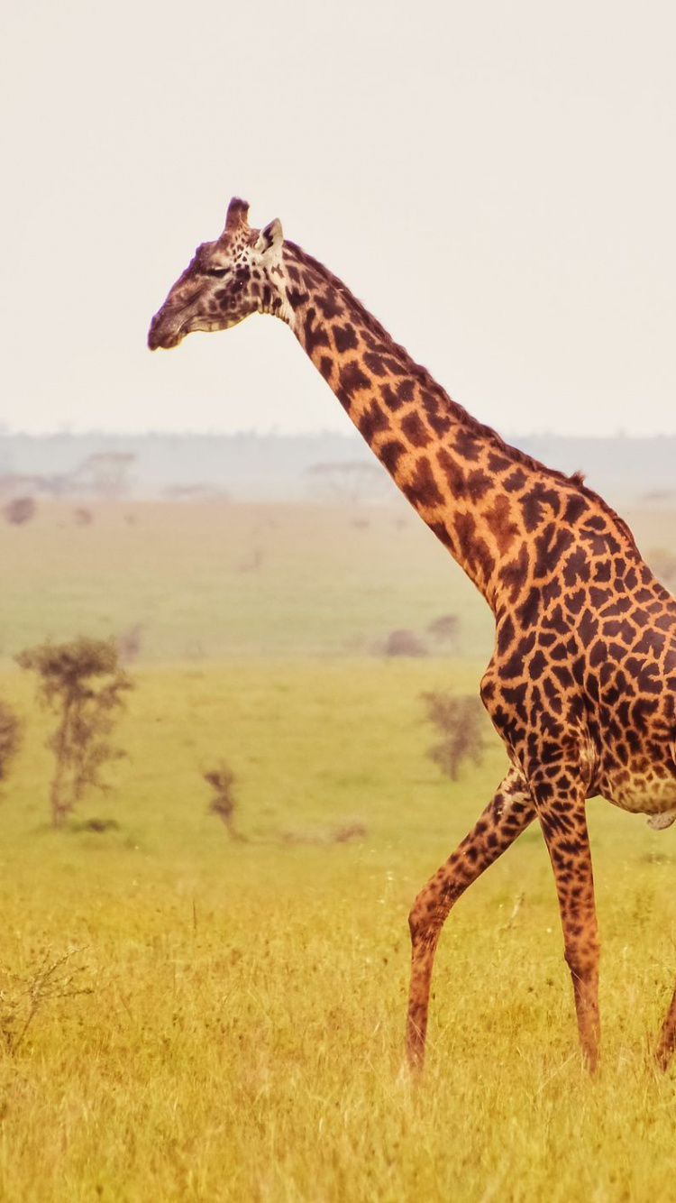 Girafe Brune et Noire Sur Terrain D'herbe Verte Pendant la Journée. Wallpaper in 750x1334 Resolution