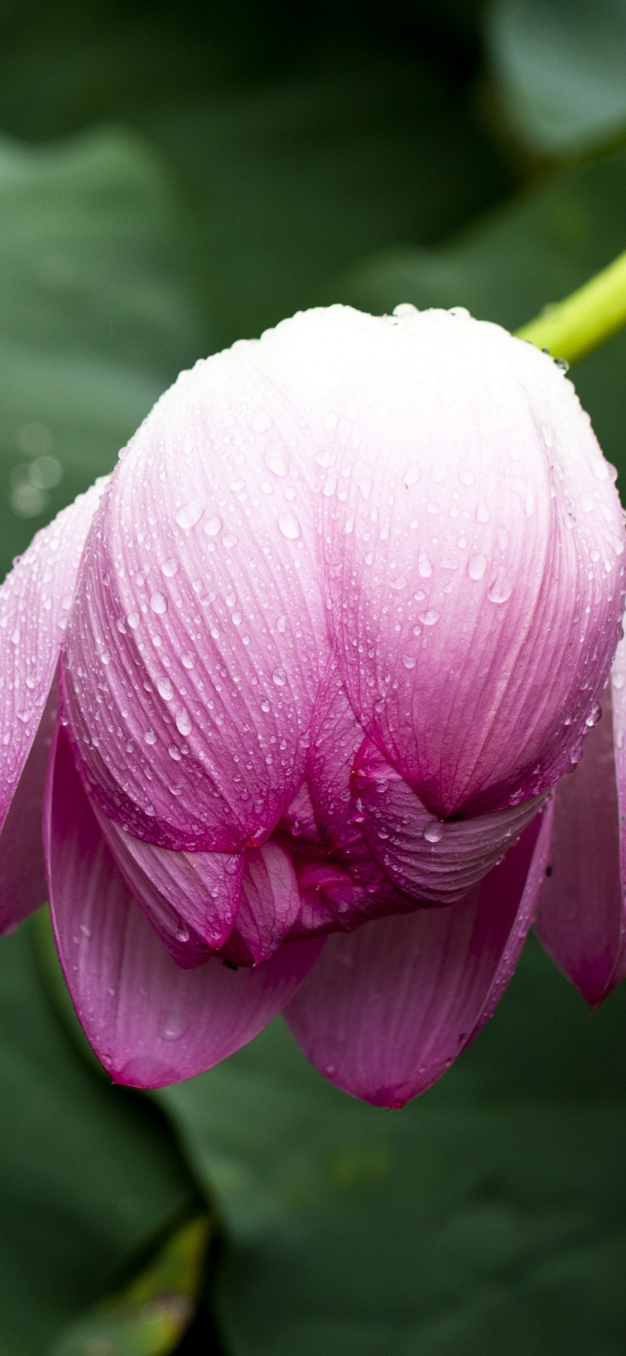 Fleur Rose et Blanche en Macro Shot. Wallpaper in 1242x2688 Resolution