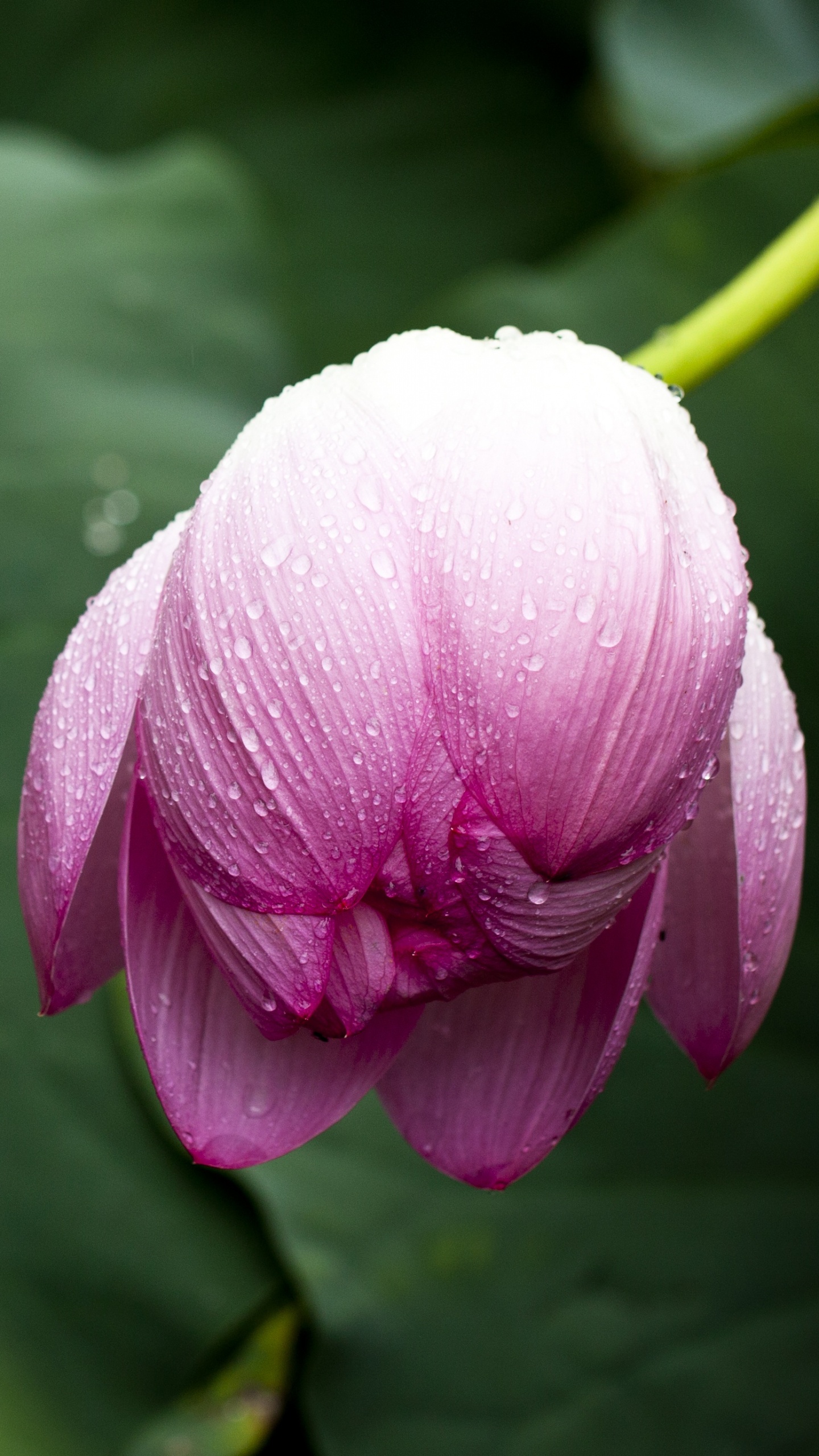 Pink and White Flower in Macro Shot. Wallpaper in 1440x2560 Resolution