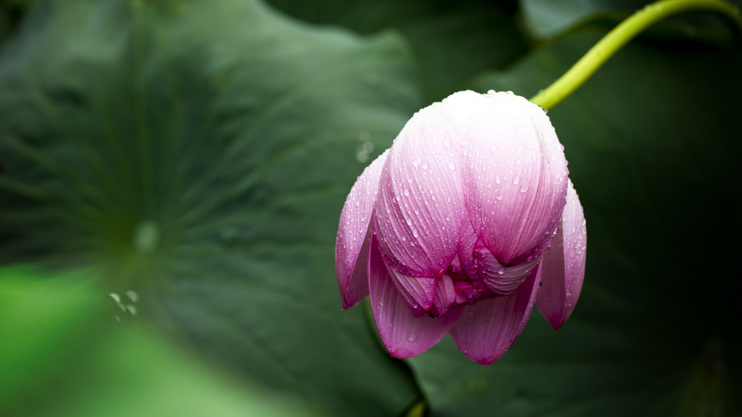 Pink and White Flower in Macro Shot. Wallpaper in 2560x1440 Resolution