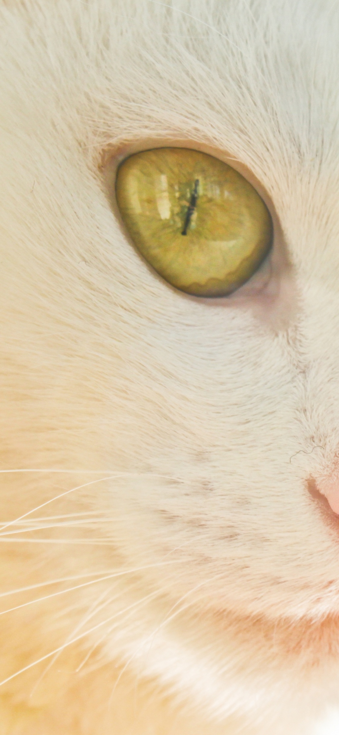 Chat Blanc Aux Yeux Jaunes. Wallpaper in 1125x2436 Resolution